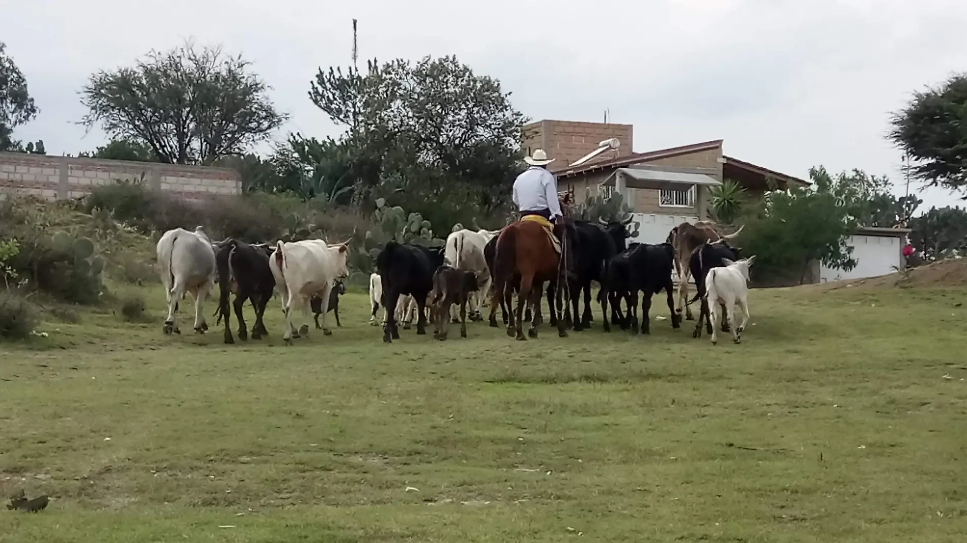 Advierten desabasto de cabezas de ganado en San Juan del Río por efecto de sequía desde